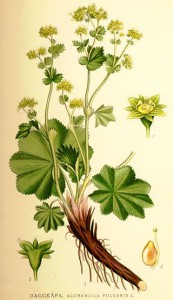 alchemilla-vulgaris.jpg