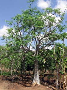 800px-ethiopia_-_mature_moringa_stenopetala_tree_-_march_2011.jpg