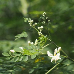 moringa-olejodarna.jpg