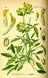 anthyllis_vulneraria_l.jpg