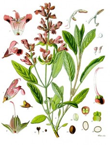 salvia-lekarska.jpg