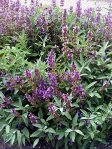 salvia_officinalis-m.jpg