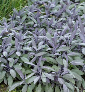 salvia-lekarska-1.jpg