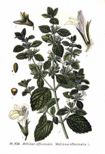 melissa_officinalis_l.jpg