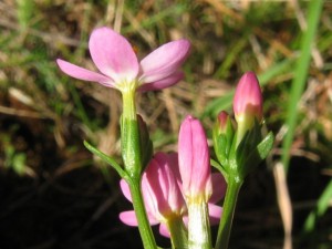 centaurium_erythraea.jpeg