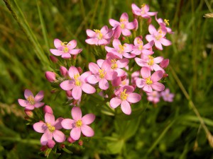 centaurium_erythraea1.jpg