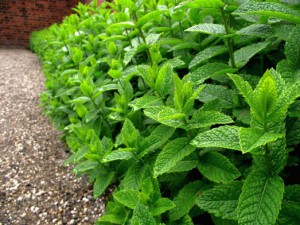 field_of_mentha_x_piperita_08.jpg