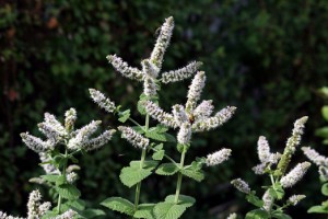 pfefferminze_mentha_piperita_img_6544.jpg