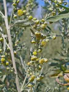 artemisia_absinthium.jpg