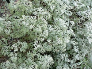 artemisia_absinthium2.jpg