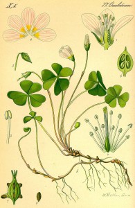 800px-oxalis_acetosella_1885_crop.jpg