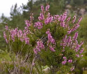 callunavulgaris.jpg
