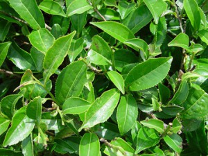 camellia_sinensis-n.jpg