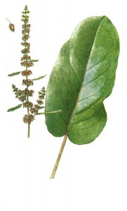 rumex_obtusifolius.jpg