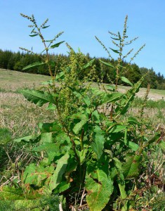 rumex.jpg
