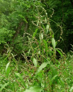 rumex2.jpg