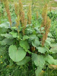 rumex5.jpg